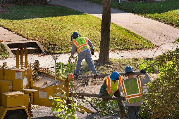 Best Seasonal Cleanup (Spring/Fall)  in Webb City, MO