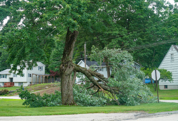 How Our Tree Care Process Works  in  Webb City, MO