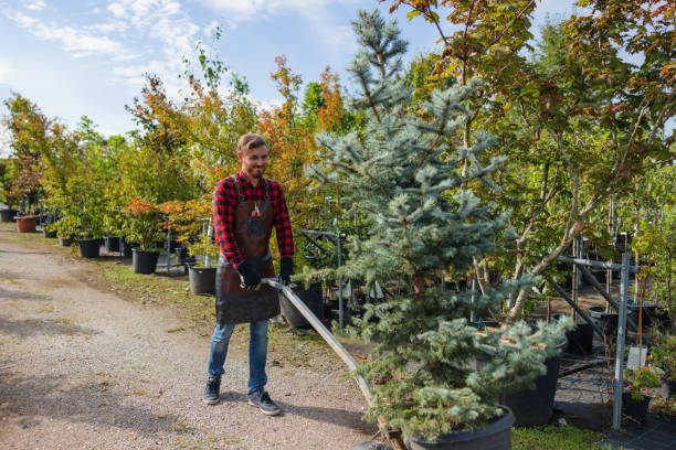 Best Tree Trimming and Pruning  in Webb City, MO